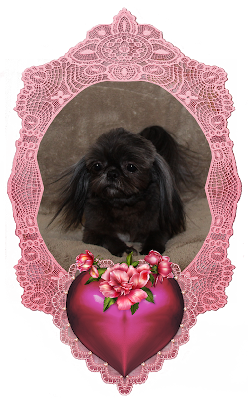 Heath Chinese Imperial Shih Tzu Stud